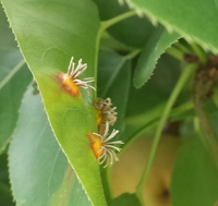 木の葉の裏に無数の白いふわふわした虫が 庭の木の葉に2 Yahoo 知恵袋