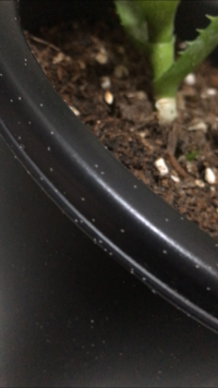 最近観葉植物を始めた初心者です 小さな白い虫が大量に発生してしまいました Yahoo 知恵袋