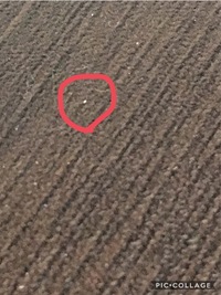 白い小虫が大量発生しました 塩のつぶのような とても小さな虫です 初 Yahoo 知恵袋