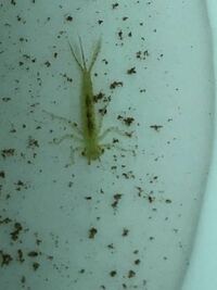 メダカの稚魚を入れていた水草にヤゴ みたいな変な虫が居ましたe Yahoo 知恵袋