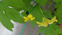 ゴーヤを初めて植えたのですが 実がなったと思ったら花が咲きました 通常は花 Yahoo 知恵袋