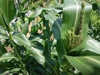 トウモロコシは２本立ちで植えることもできるんでしょうか 家庭菜園で植えよう Yahoo 知恵袋