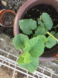 プランタに植えたメロン苗の根元に巣食う細かい虫についてメロン苗について Yahoo 知恵袋