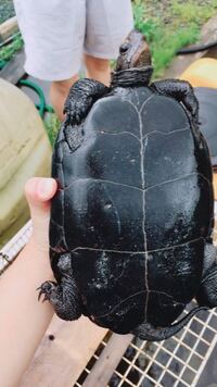 はじめてカメを飼いたいと思っています 初心者です 小型 価格が比較的 Yahoo 知恵袋