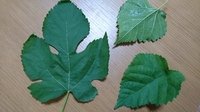 桑の木ですが 色んな種類があっても一応同じ桑なのですか 自分が実を食べたの Yahoo 知恵袋
