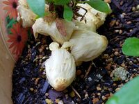 子供が育てているアサガオのプランターからきのこ が出てきています それも Yahoo 知恵袋