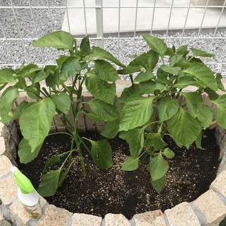 パプリカ栽培しています 葉がすごい食われていて今日発見しました 緑の芋虫で Yahoo 知恵袋