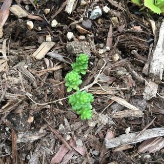 この多肉植物はなんという名前でしょうか 庭にモリムラマンネングサは自 Yahoo 知恵袋