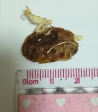 至急 ハムスターがチョコフレークを食べてしまいました 先程 1歳半のゴー Yahoo 知恵袋