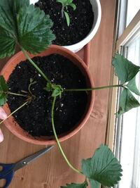 イチゴの新しい葉が出てきました 古い大きい葉っぱは切ってしまっても大丈 Yahoo 知恵袋