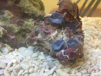 ネットで購入したディスクコーラルのライブロックに半透明のミズカビらしきもの Yahoo 知恵袋