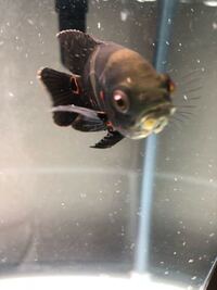 再掲載です水槽のトビムシについて 夫が飼ってる水槽 古代魚数匹 Yahoo 知恵袋