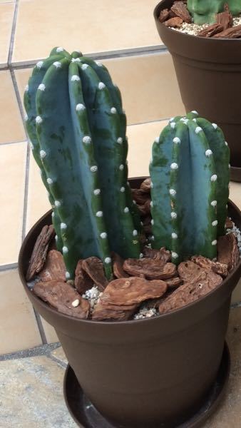 鬼面角がまったく成長しません。 - 3月頃にたまたま写真を撮っていて