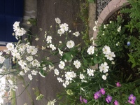 花の名前で２文字以内で２文字目にン ん がつく花の名前はありま Yahoo 知恵袋