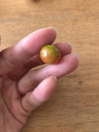 もう５年ほど育てている金の成る木があるのですが 最近葉の表面に黒い斑点 Yahoo 知恵袋