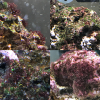 海水水槽赤苔異常に繁殖長い長い出張から帰り 水槽に一直線 まさに地獄の Yahoo 知恵袋