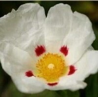 この花の名前を教えてください 赤と白の花 と画像検索してみたのですが分かり Yahoo 知恵袋