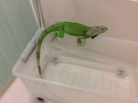 グリーンイグアナ飼育ゲージ グリーンイグアナの飼育を考えました Yahoo 知恵袋