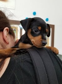 ミニチュアピンシャーとか言う犬がいますよね。この犬ほんとに性格悪い