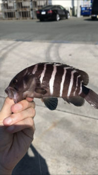 携帯小説 大好きやったんやで の作者れいさんは現在どうされているのですか Yahoo 知恵袋