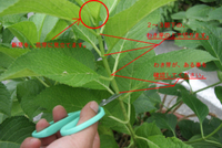 紫陽花の2段階の剪定について質問です 花が終わった後に Yahoo 知恵袋
