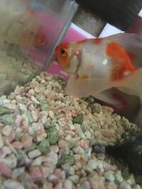 金魚のお腹らへんに赤いのができています どなたかわかる人い Yahoo 知恵袋