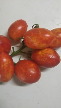 トマトの色がこんなにまだらになるのは何か肥料が足らなかったのでし Yahoo 知恵袋