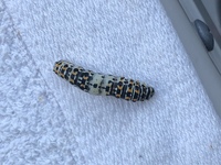セスジスズメ蛾の飼育について セスジスズメの幼虫は 土と落ち葉を虫箱の中 Yahoo 知恵袋
