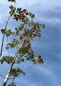 コバノトネリコ アオダモ の木に写真の虫が湧きました なんという Yahoo 知恵袋