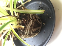 オリヅルランの茎 ランナー がかなり伸びてしまい1メートル以上にな Yahoo 知恵袋