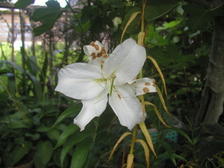 ユリの花の大きさ ユリの種類について１今年 庭に写真のユリが咲 Yahoo 知恵袋