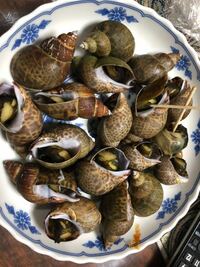 つぶ貝とバイ貝の違いが分かりません 味付けつぶ貝って書いてある商 Yahoo 知恵袋