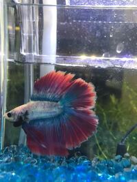 この子はフルムーンですか ダブルテールですか フルムー Yahoo 知恵袋