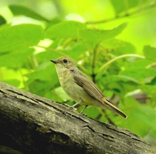 野鳥の種類が判りません 判る方教えてください 撮影地は 北 Yahoo 知恵袋