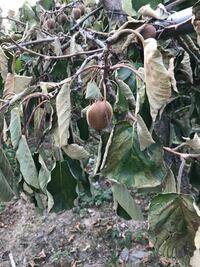 キウイについて キウイの実が木から落ちる 畑にキウイフルーツを植えてい Yahoo 知恵袋