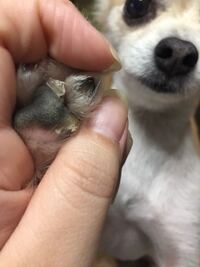 飼い犬の肉球がペラっと剥がれた状態になっています このままにし Yahoo 知恵袋