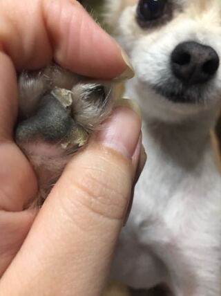 犬の肉球の皮がめくれてます 古い皮膚が剥がれて新しい皮膚になる途中の Yahoo 知恵袋