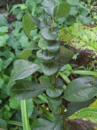 丸い形の葉 この植物はなんでしょうか サルトリイバラでしょう Yahoo 知恵袋