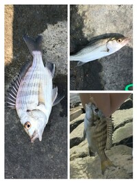 若洲海浜公園の人工磯でクロダイやメジナを釣って刺身などで食べること Yahoo 知恵袋