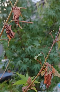 この虫はなんでしょうか 庭に植えて2年目のイロハモミジに枯れ葉の Yahoo 知恵袋