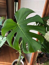 これはデリシオーサ 葉の切れ込みが左右対称なのでデリシオーサでしょう Yahoo 知恵袋