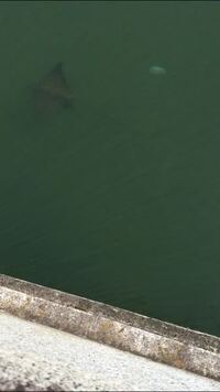 これって エイ の交尾ですか 築地市場近くの川 せいげつ橋付近 で初めゴ Yahoo 知恵袋