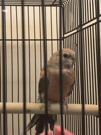 生後３ヶ月のアキクサインコローズを３日前から譲り受けて飼ってい Yahoo 知恵袋