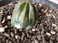 オベサから水が出てきました ユーフォルビア属オベサを育てており Yahoo 知恵袋