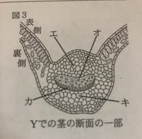 中学理科問題集で よくある葉の断面図が載っていて その断面図から判 Yahoo 知恵袋