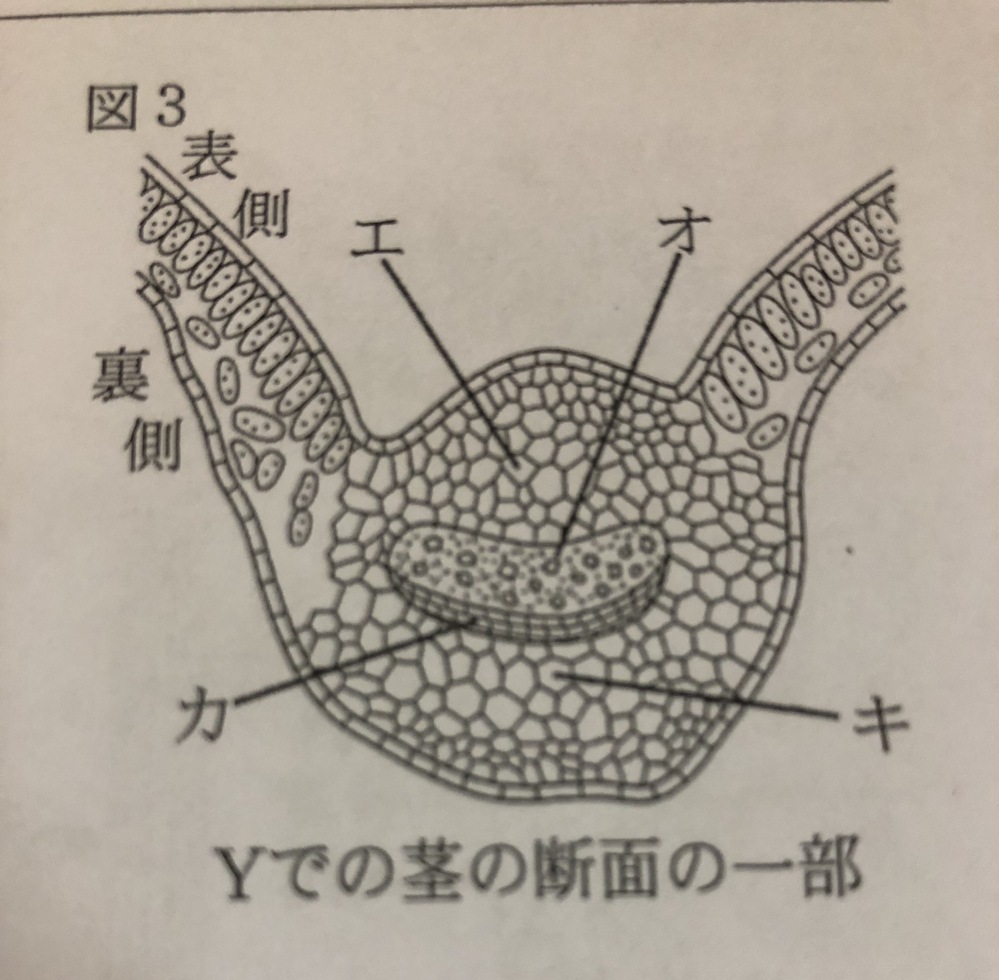 中一植物の問題です 下の写真はホウセンカの葉脈の断面図の様子です それぞれ Yahoo 知恵袋