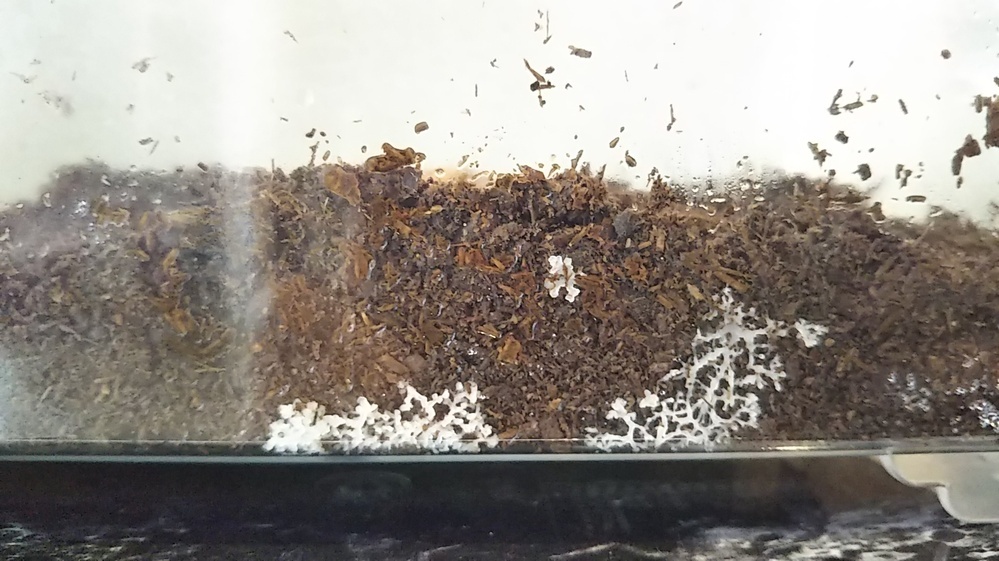 カブトムシの土に発生するこの白いものは何ですか だんご虫を育てています 最 Yahoo 知恵袋