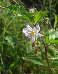 田んぼのあぜ道に彼岸花が多いのは 単なる偶然でしょうか それとも意図的に Yahoo 知恵袋