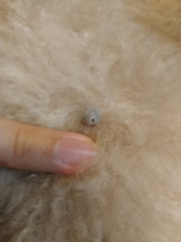 1歳9ヶ月のトイ プードル 女 の背中にしこりができていました 手術or様子 Yahoo 知恵袋
