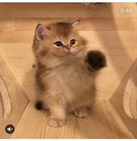 はじめまして。
最近インスタなどでこのような子猫ちゃんを見かけます。
ブリティッシュ ゴールデン チンチラ？？
という品種らしいのですが、
とても気になり調べています。
ブリティッシ ュショートヘアとチンチラ（ペルシャ）のMIXということなのでしょうか？

ちなみにこの猫ちゃんは日本では家族として迎えることは難しいのでしょうか。
とっても可愛いので気になって気になって仕方あり...